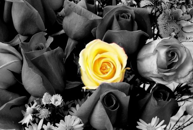 Nature Black White Color Yellow Roses Flowers Desktop Wallpaper Single Flower